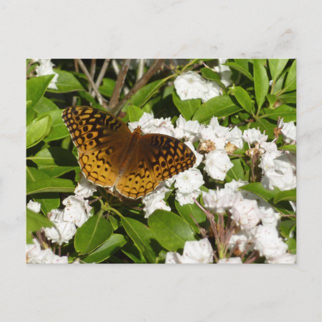 Carte Postale Grand Fritillaire à point d'argent sur laurier de  (Devant)