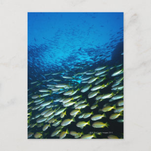 Carte Postale Grand groupe de poissons vivaneaux gros yeux nagea