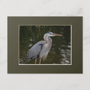 Carte Postale Grand héron bleu