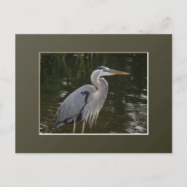 Carte Postale Grand héron bleu (Devant)