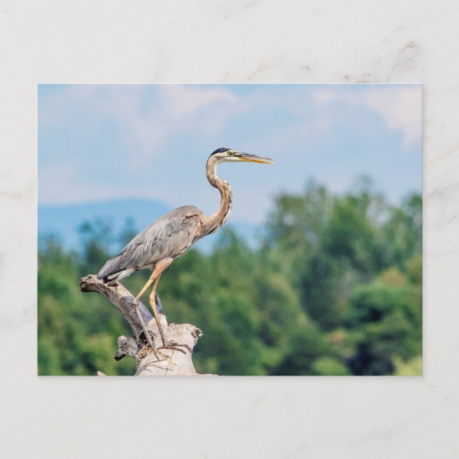 Carte Postale Grand héron bleu (Devant)
