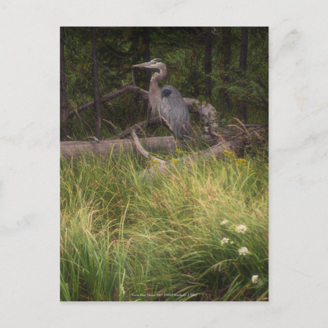 Carte Postale Grand héron bleu 8917 (Devant)