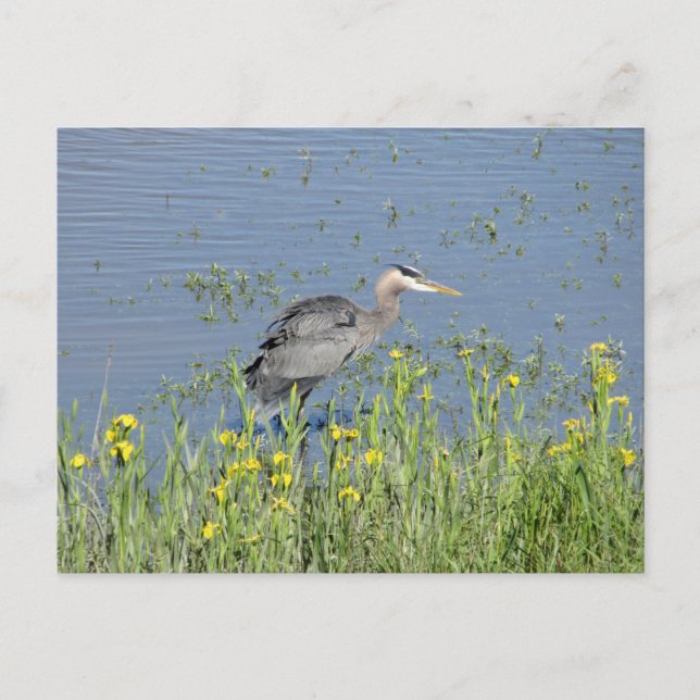 Carte Postale Grand Héron Bleu à River. (Devant)