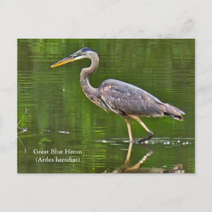 Carte Postale Grand Héron bleu (Ardea herodias)