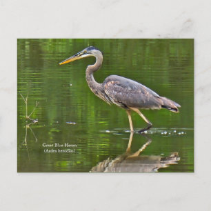 Carte Postale Grand Héron bleu (Ardea herodias)