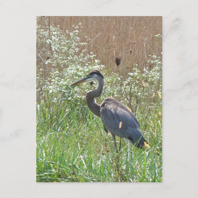 Carte Postale Grand héron bleu - Ardea herodias (Devant)