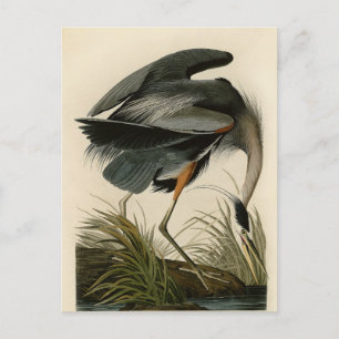 Carte Postale Grand Héron bleu d'Audubon Marais Oiseau