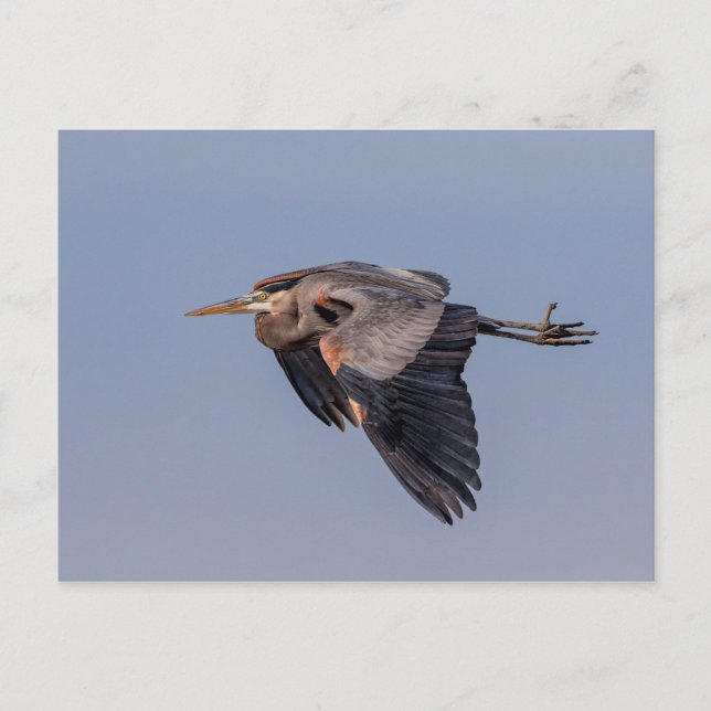Carte Postale Grand Héron bleu en vol (Devant)