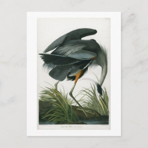 Carte Postale Grand héron bleu, John James Audubon