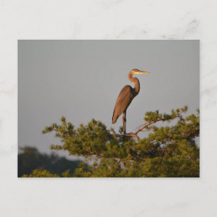 Carte Postale Grand Héron Bleu sur le sommet de l'arbre