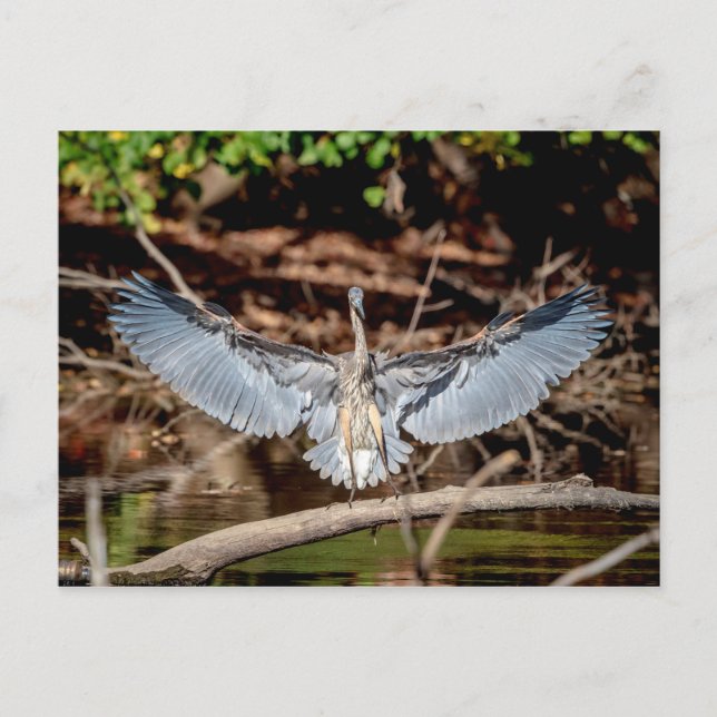 Carte Postale Grand Héron Bleu sur un log (Devant)