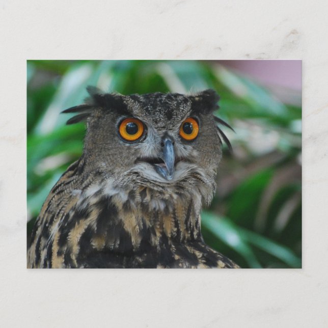 Carte postale Grand hibou (Devant)
