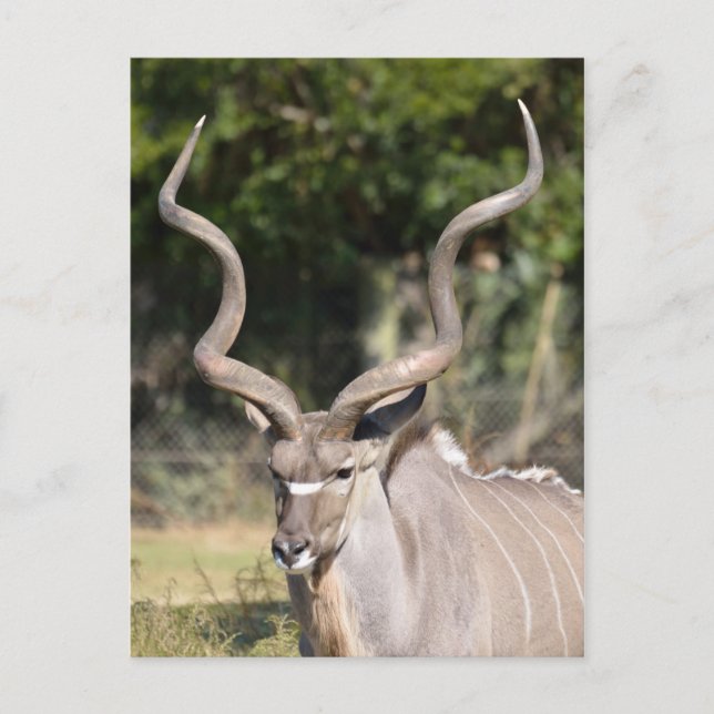 Carte Postale Grand Kudu (Devant)