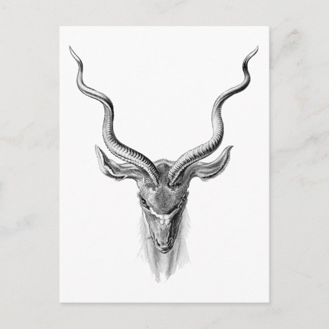 Carte Postale Grand Kudu (Devant)