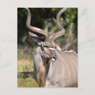 Carte Postale Grand Kudu