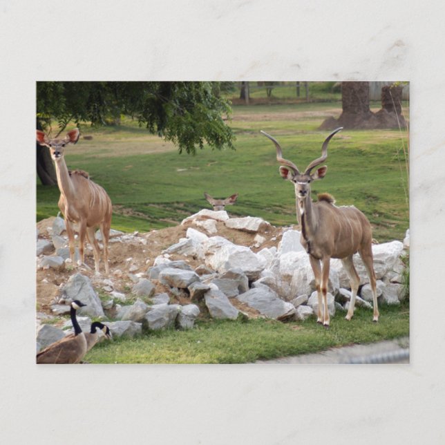 Carte Postale grand-kudu-8 (Devant)