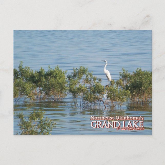Carte postale Grand Lake Oklahoma Egret (Devant)