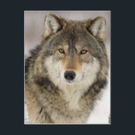 Carte Postale Grand magnifique loup gris dans la nature<br><div class="desc">Loup d'hiver neige de la conception des bois</div>