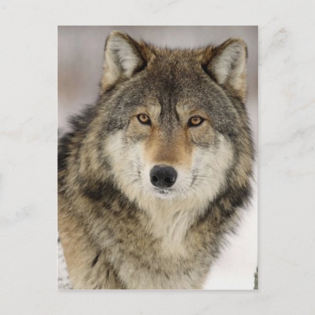 Carte Postale Grand magnifique loup gris dans la nature (Devant)