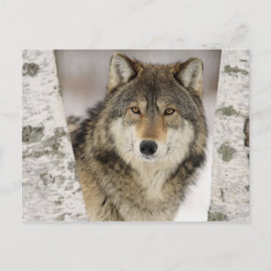 Carte Postale Grand magnifique loup gris dans la nature