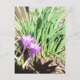 Carte Postale Grand-mère Spring Garden