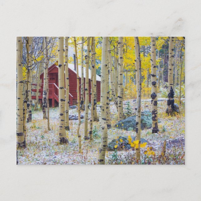Carte Postale Grand Mesa cabine solitaire dans une forêt (Devant)