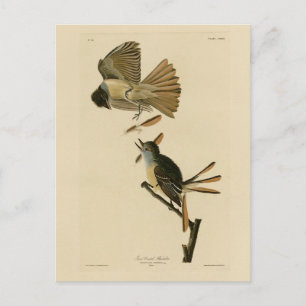 Carte Postale Grand Moucherolle, Audubon Birds of America