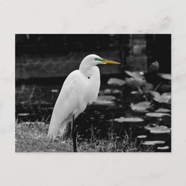 Carte Postale Grand oiseau (Devant)