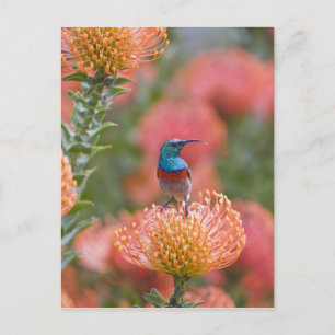 Carte Postale Grand oiseau-soleil à col double