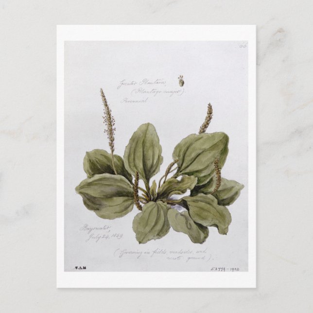 Carte Postale Grand Plantain, peint à Bayswater, 24 juillet (Devant)