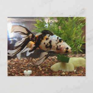 Carte Postale Grand poisson d'or à large spectre