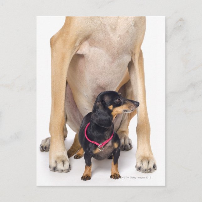 Carte Postale Grand portrait Dane et Dachshund (Devant)