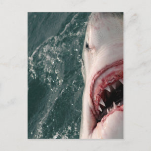 Carte Postale Grand requin blanc