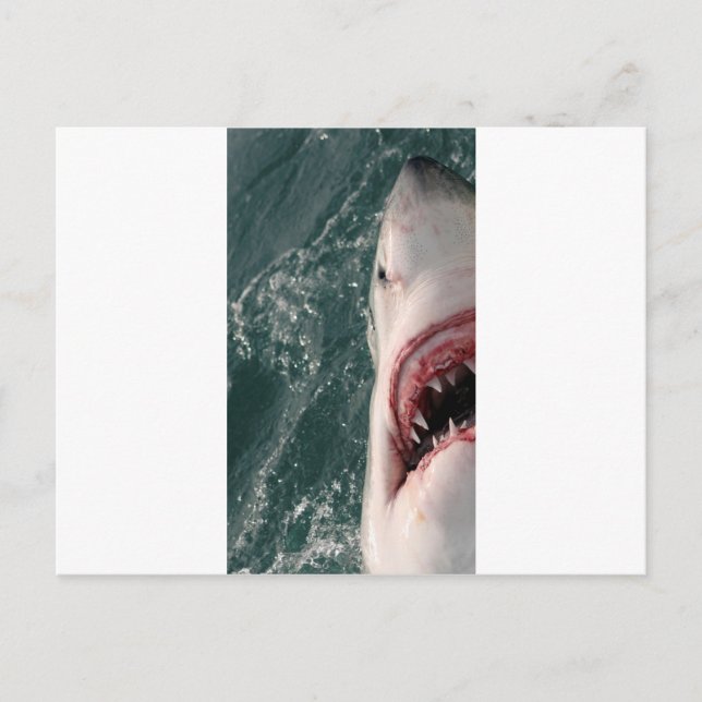 Carte Postale Grand requin blanc (Devant)