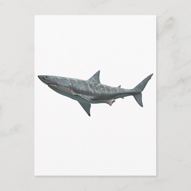 Carte Postale Grand requin blanc (Devant)