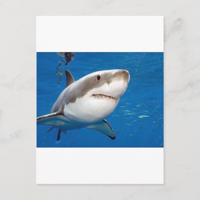 Carte Postale Grand requin blanc (Devant)