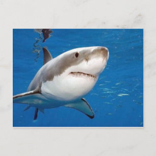 Carte Postale Grand requin blanc