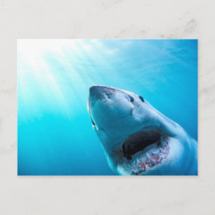 Carte Postale Grand requin blanc Afrique du Sud