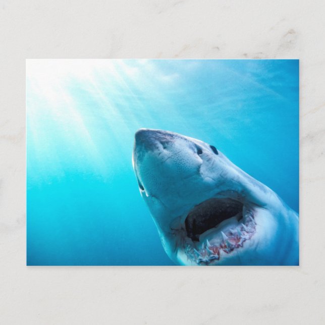 Carte Postale Grand requin blanc | Afrique du Sud (Devant)