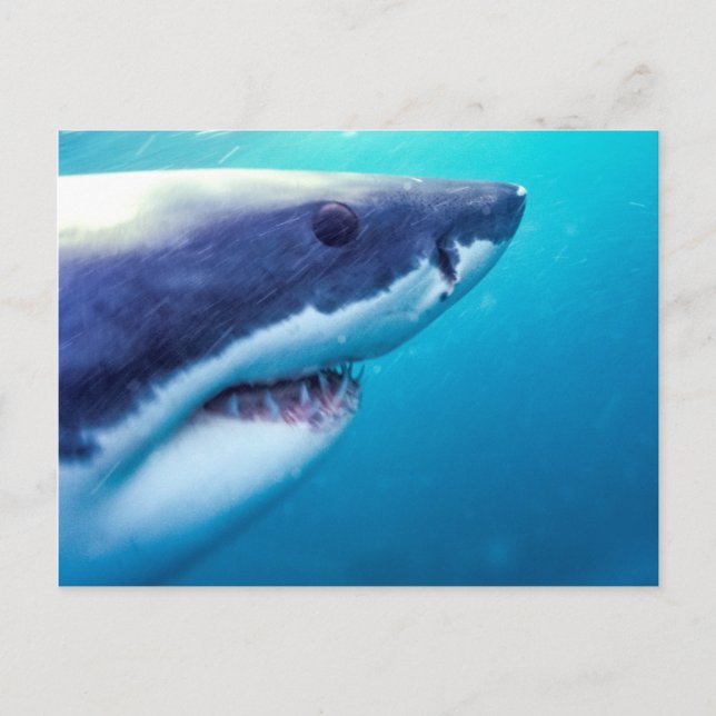 Carte Postale Grand requin blanc | Afrique du Sud (Devant)