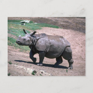 Carte Postale Grand rhinocéros indien à une corne