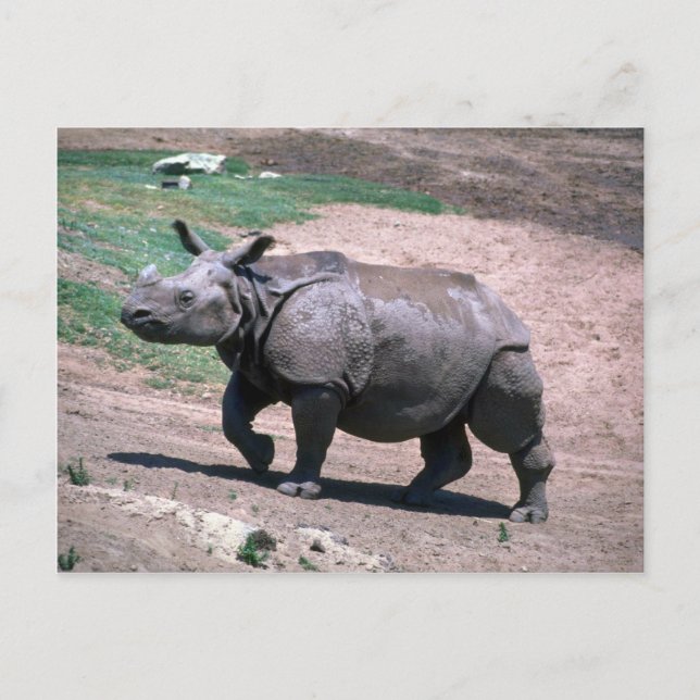 Carte Postale Grand rhinocéros indien à une corne (Devant)