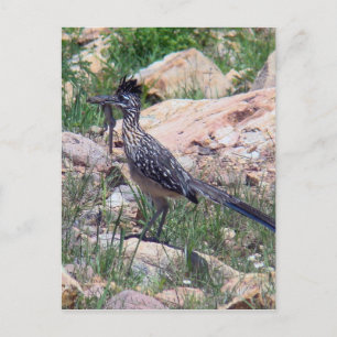 Carte Postale Grand Roadrunner