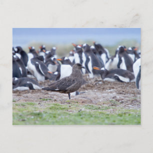 Carte Postale Grand Skua en front de la colonie pénitentiaire