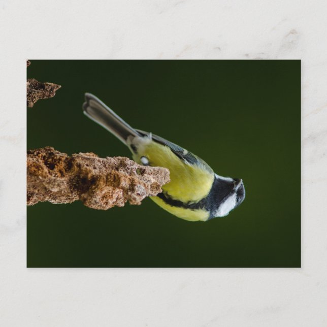 Carte Postale Grand Tit en automne (Devant)
