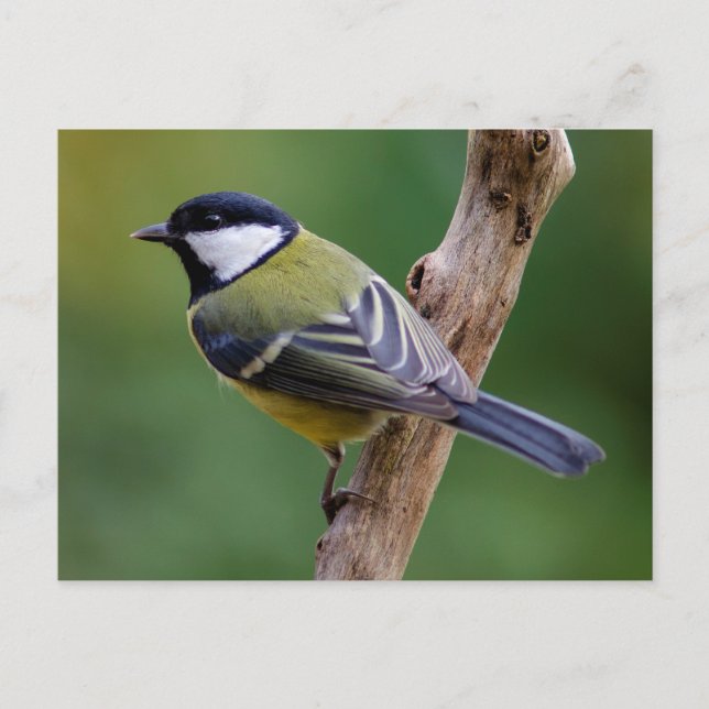 Carte Postale Grand Tit en automne (Devant)