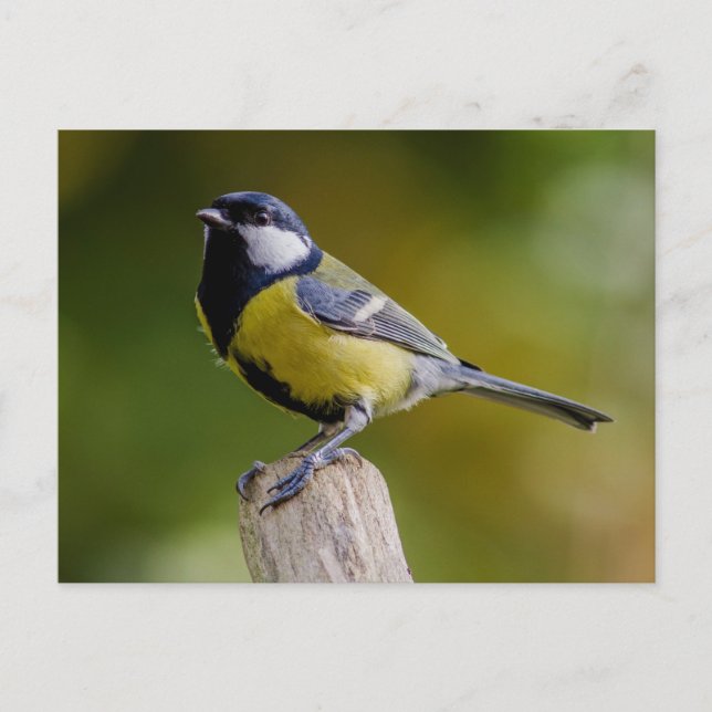 Carte Postale Grand Tit en automne (Devant)