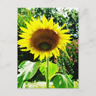 Carte Postale Grand tournesol jaune