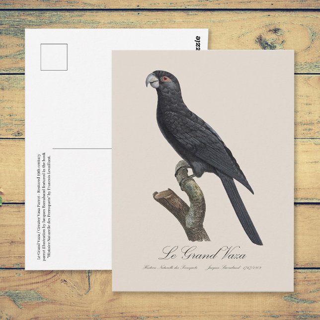 Carte Postale Grand Vasa, Coracopsis Vasa Illustration (Greater Vasa Parrot, Coracopsis Vasa Illustration. Postcard)