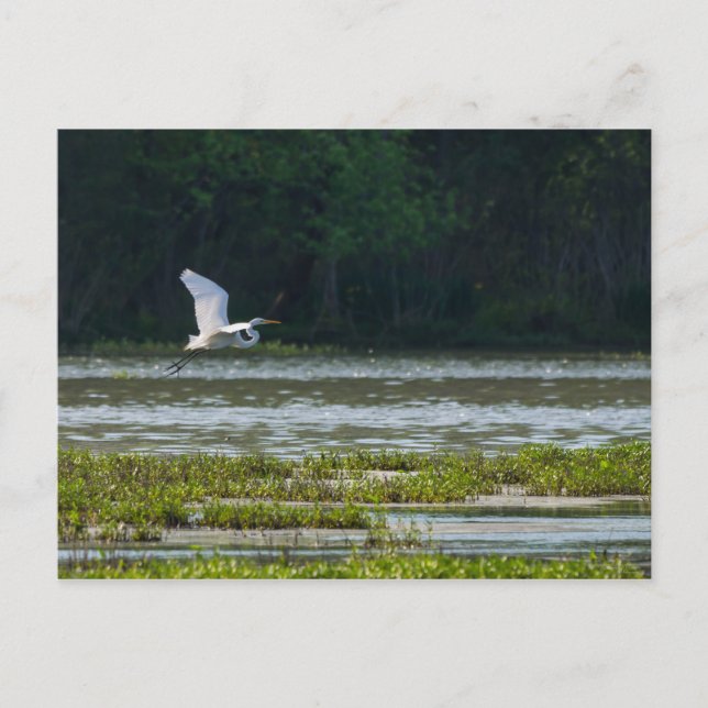 Carte Postale Grande Aigrette Blanche en Vol (Devant)